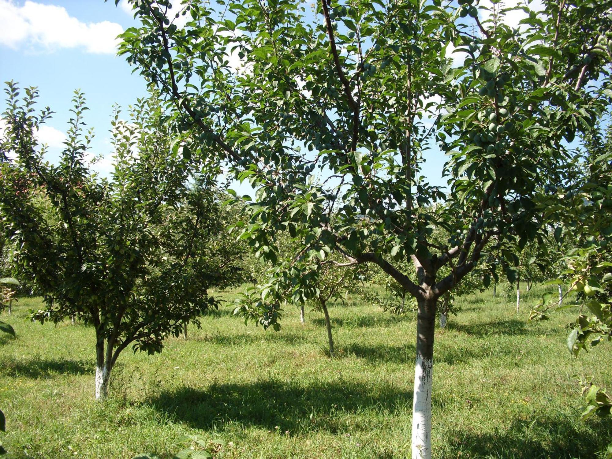 הוילה Văratec Padurea De Argint מראה חיצוני תמונה